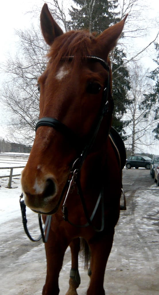 German Warmblood