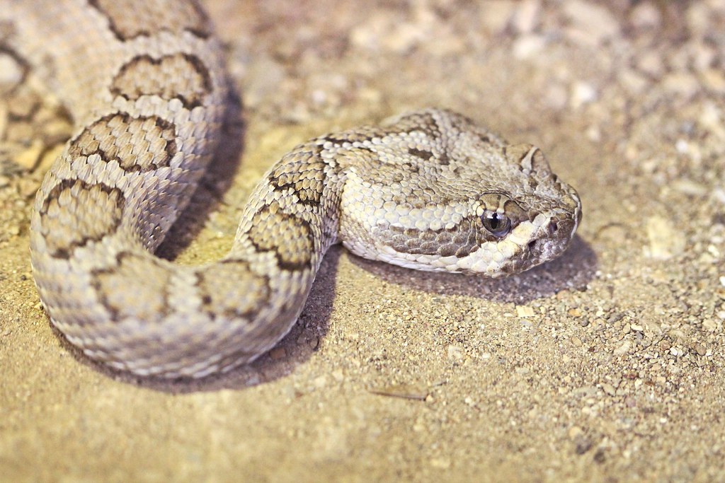 Great Basin Rattlesnake - Types of Rattlesnakes in Utah