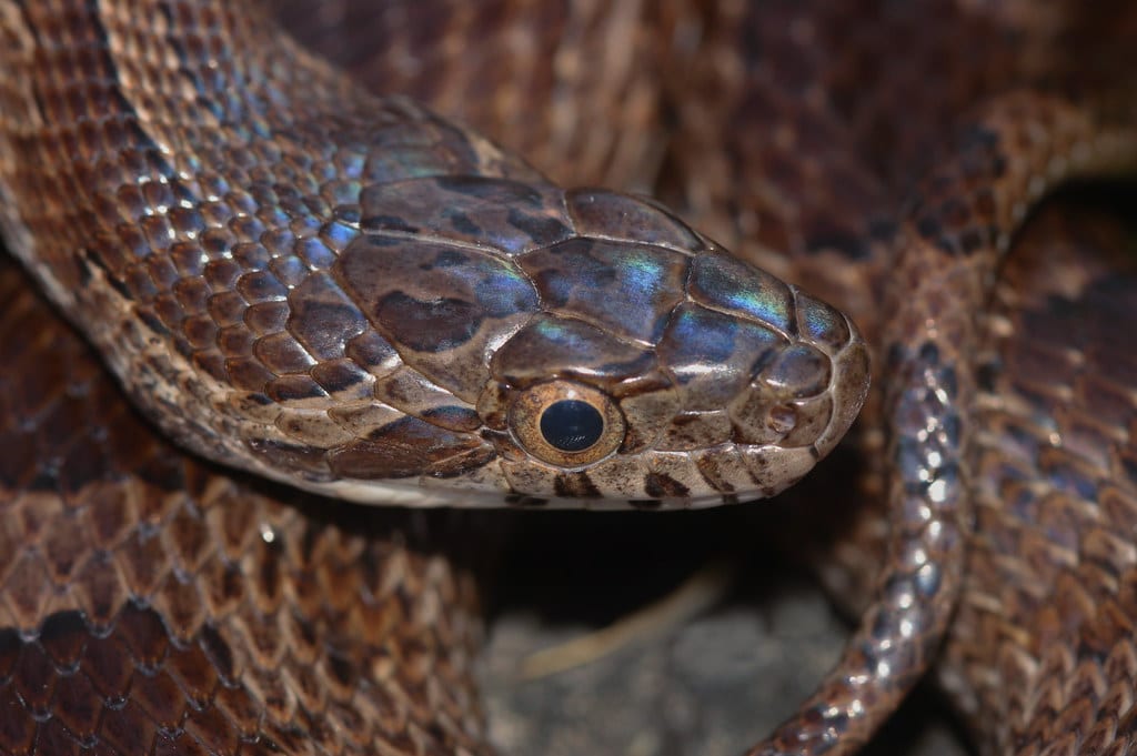 Great Plains Rat Snake