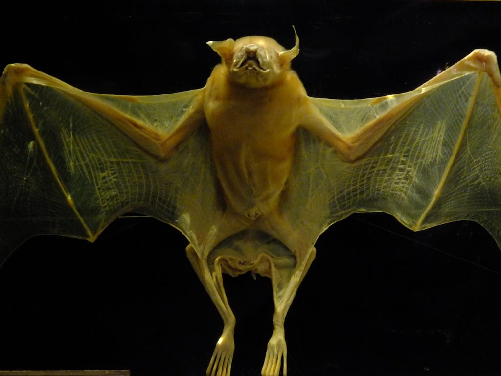 Greater Bulldog Bat
