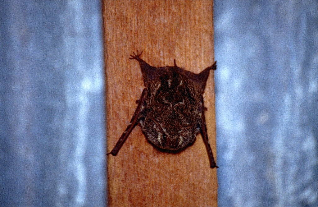 Greater Sac-Winged Bat