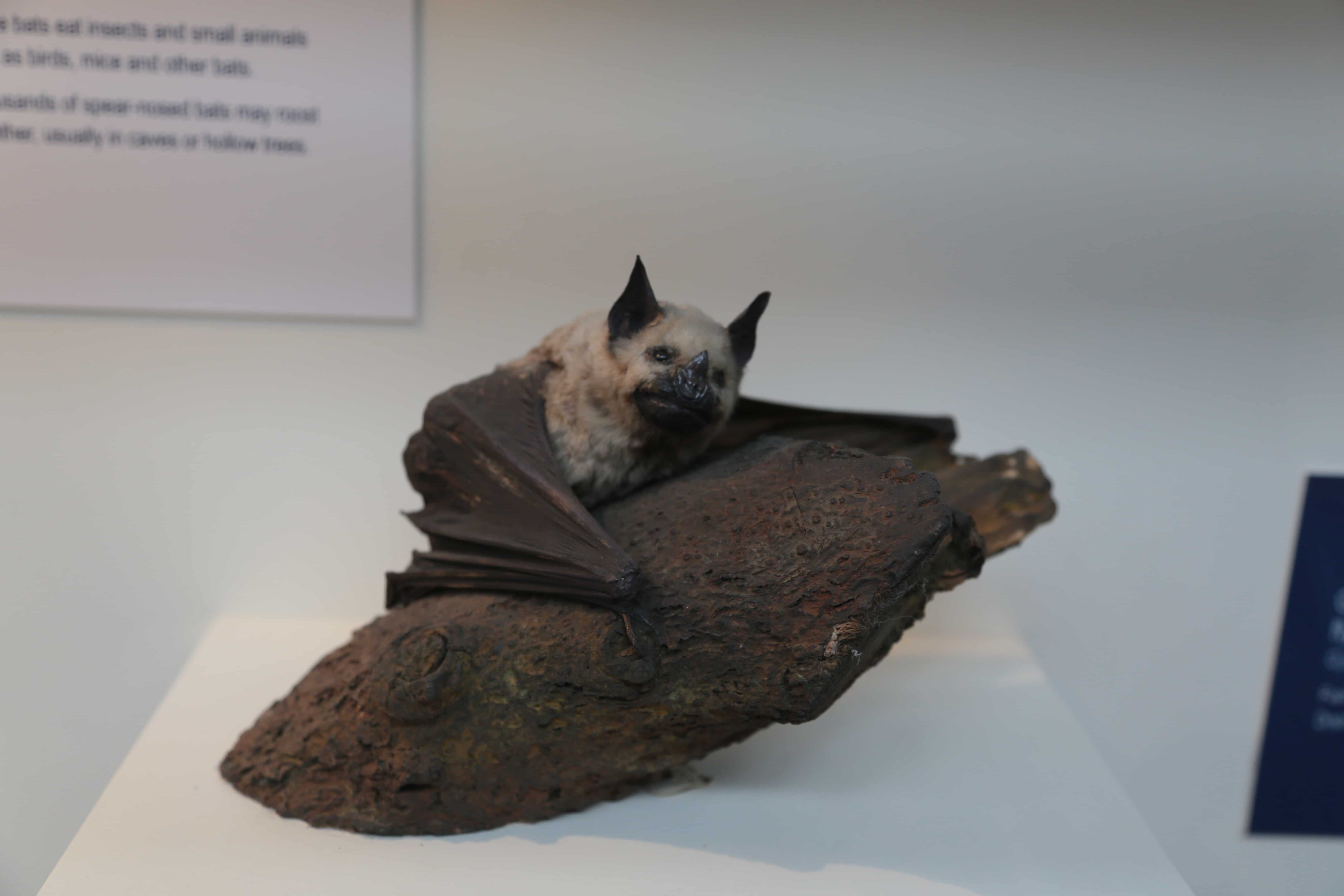 Greater Spear-Nosed Bat