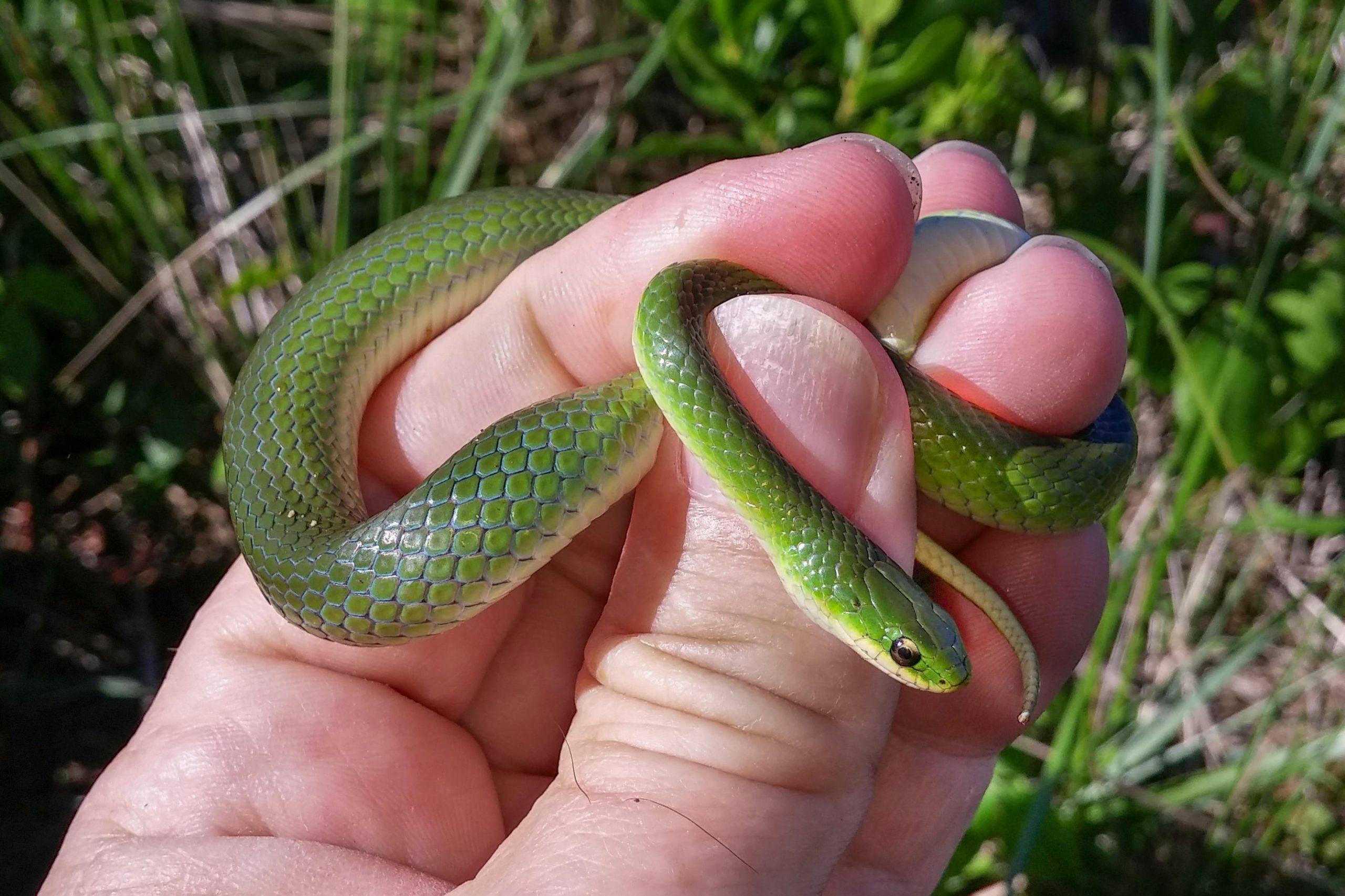 Green Snake Smooth  - Types of Snakes in Nebraska