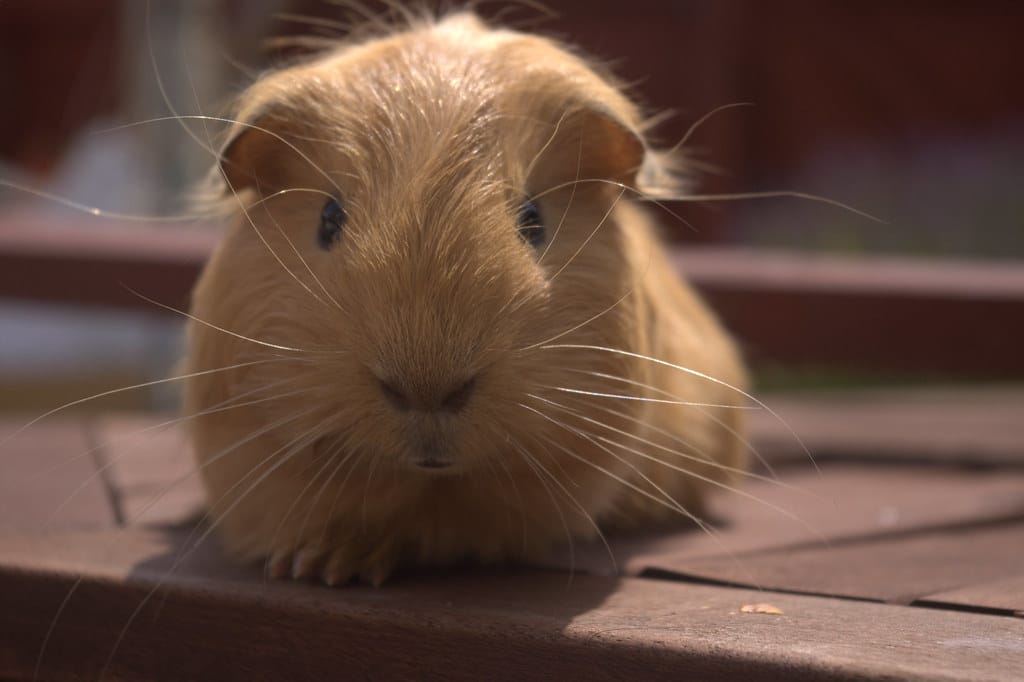 Guinea Pigs