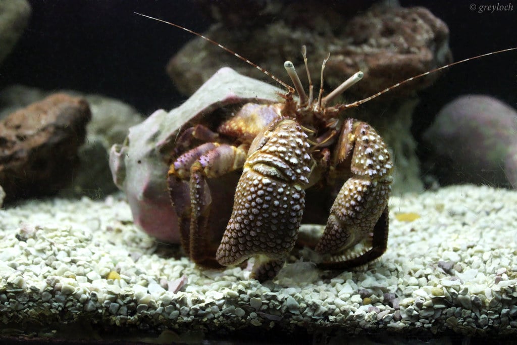 Hermit Crab