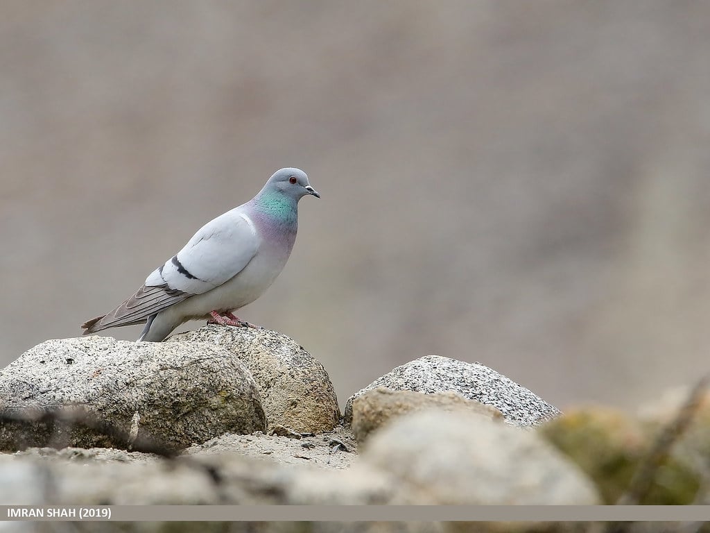 Hill Pigeon