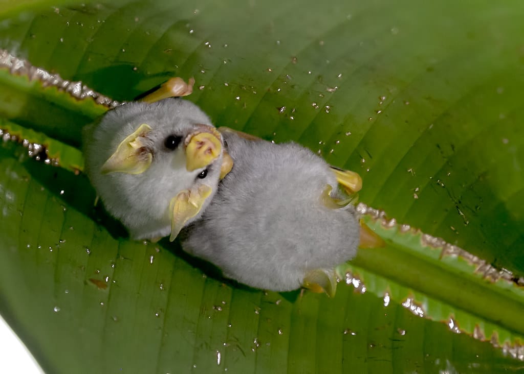 Honduran White Bat