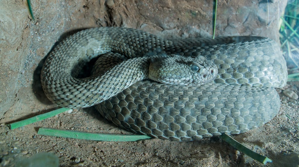 Hopi Rattlesnake 
