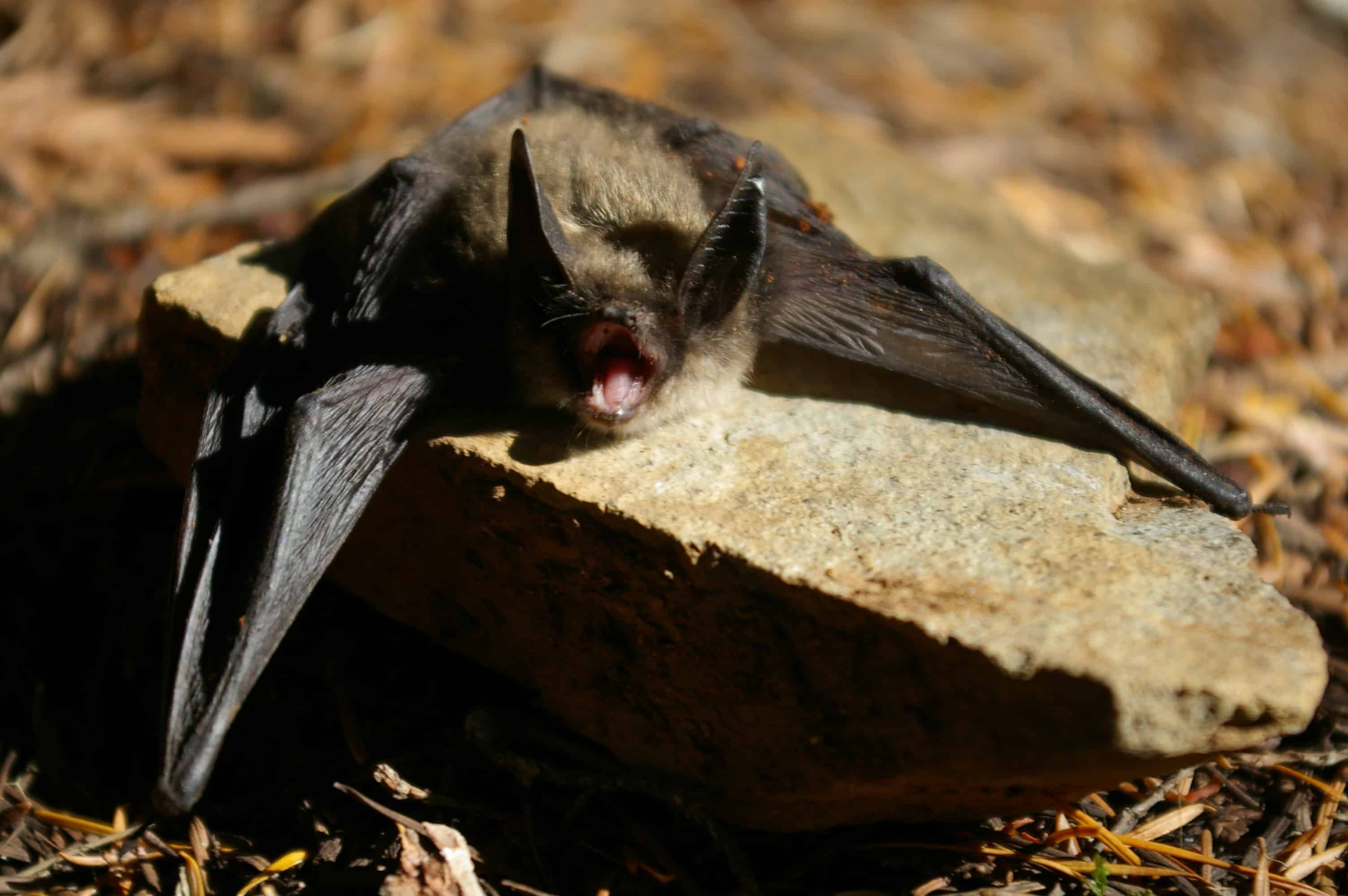 Keen's Myotis