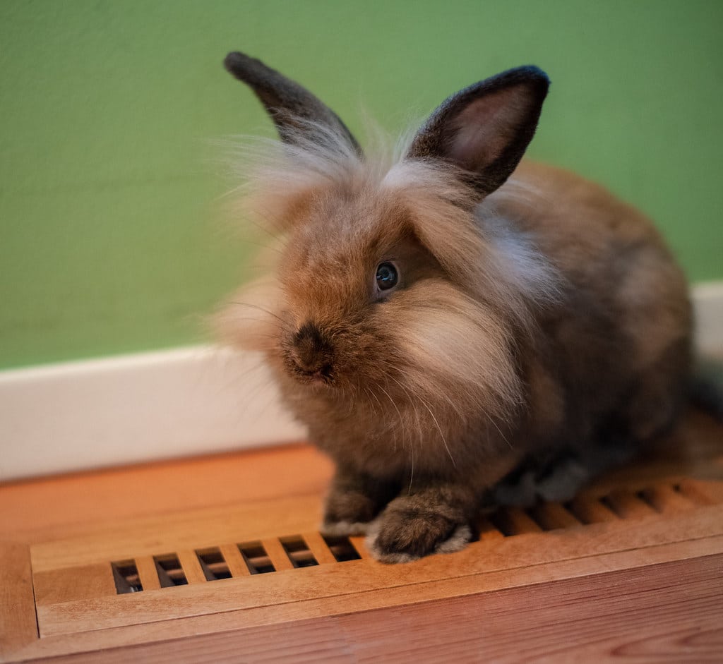 Lionhead