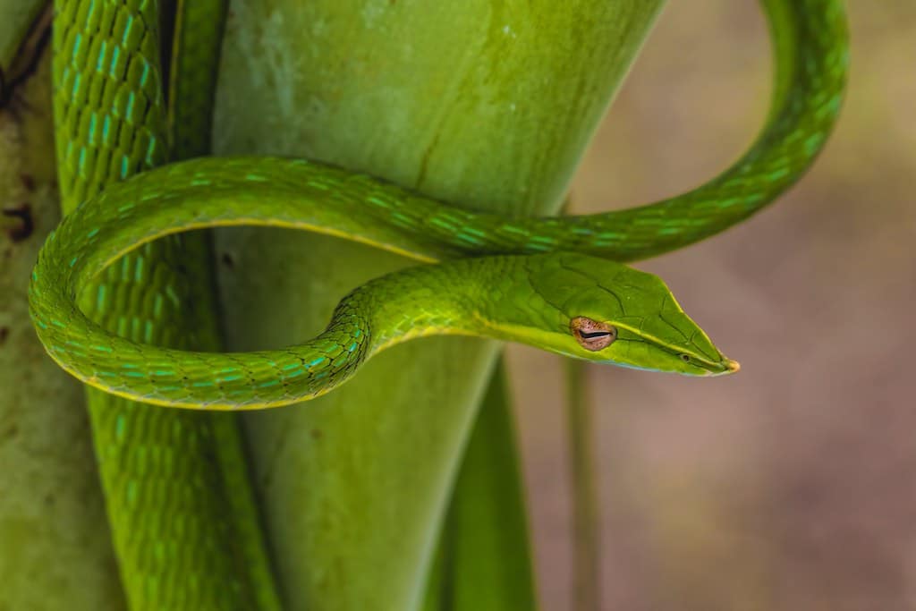 Long-Nosed Snake - Black Snake With White Belly