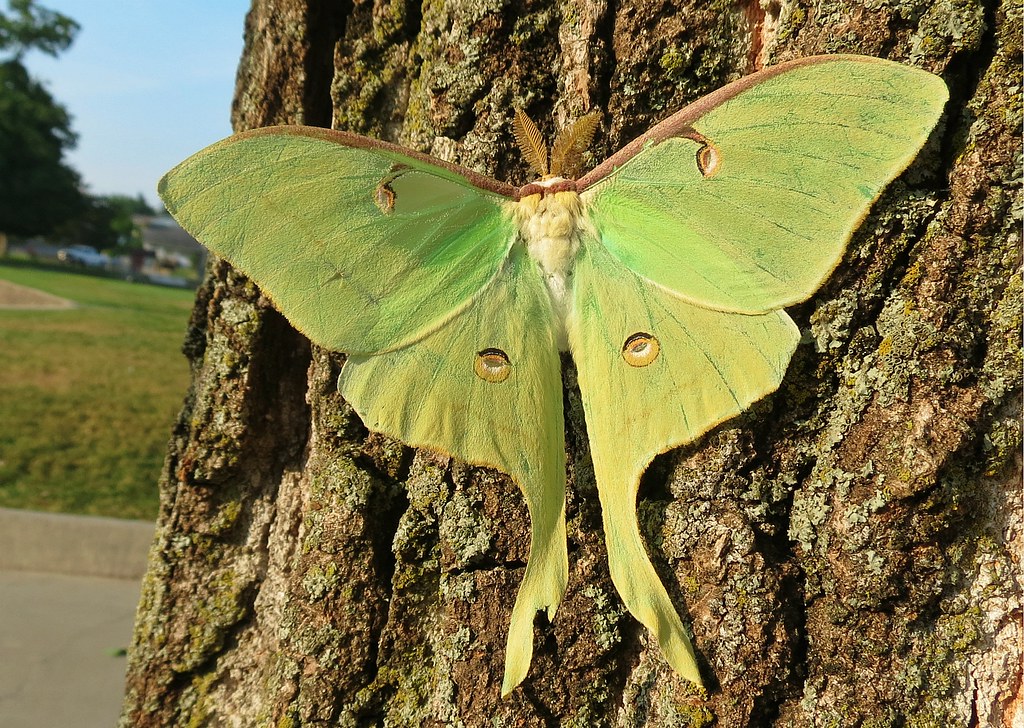 Luna Moth - Types of Insects in Ohio