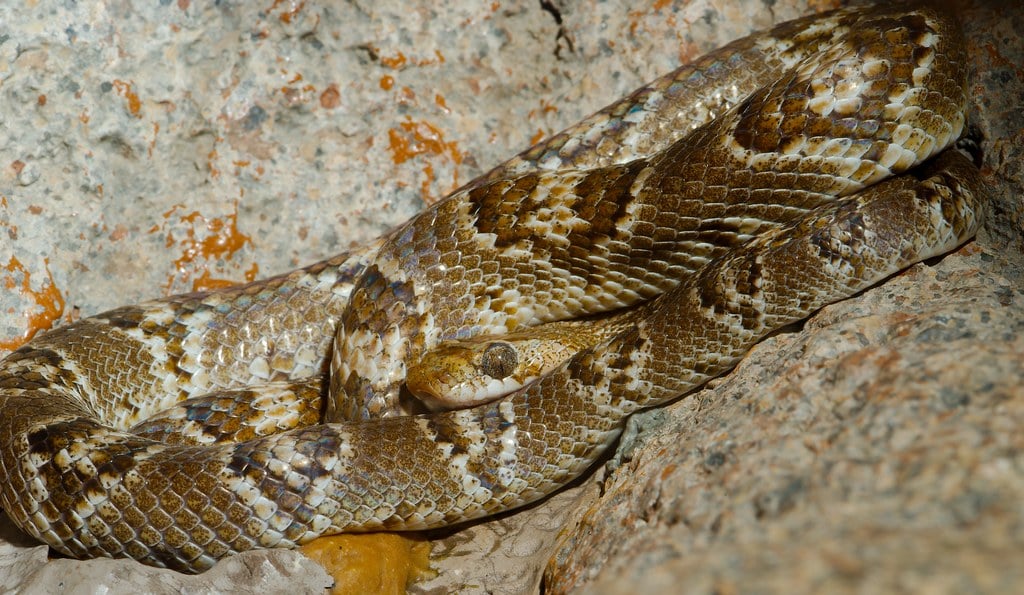 Lyre Snake (Trimorphodon)