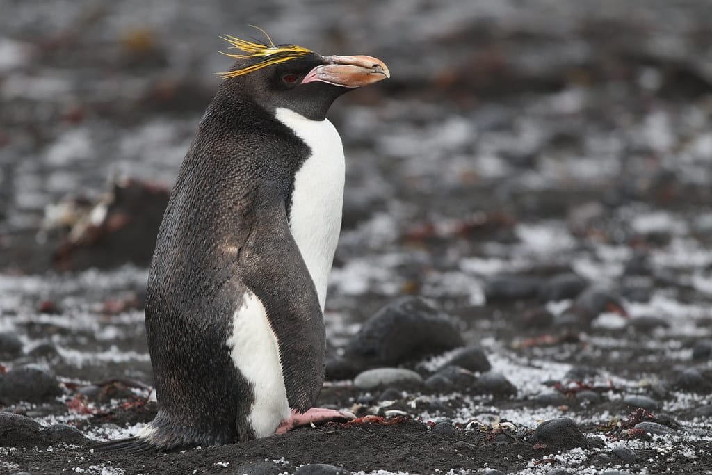 Macaroni Penguins - Penguins in South America