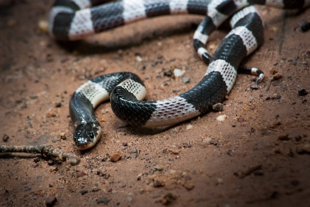 Malayan Krait