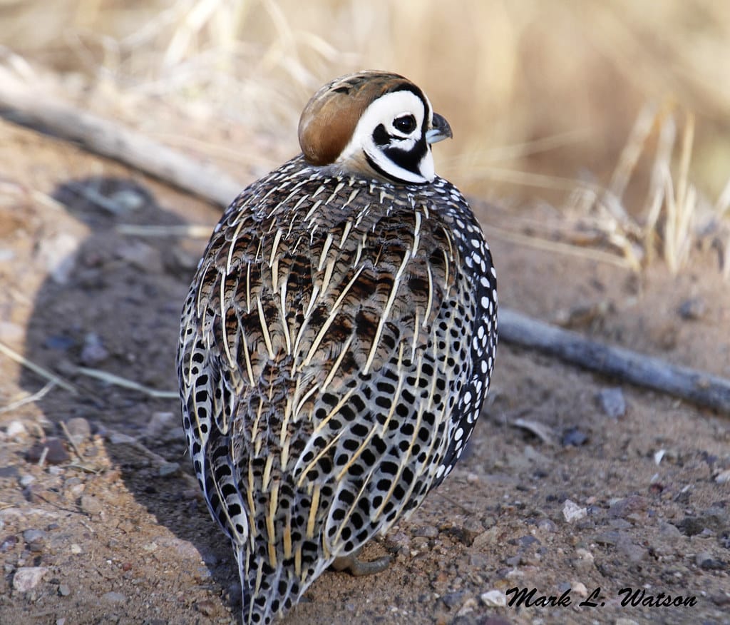 Mearns Quail