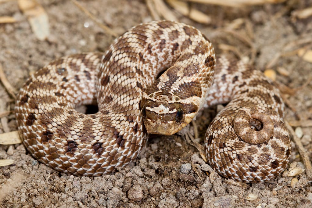 Mexican Hognose Snake