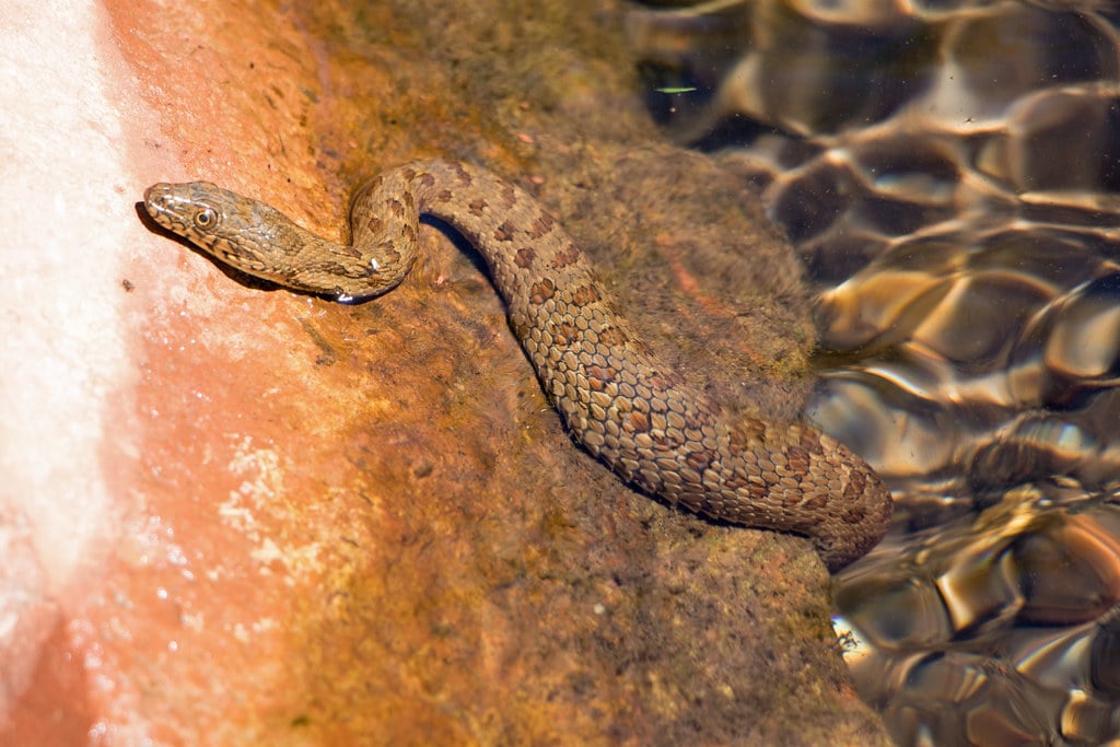 Narrow-Headed Garter Snake