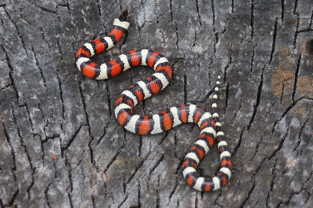 New Mexico Milk Snake