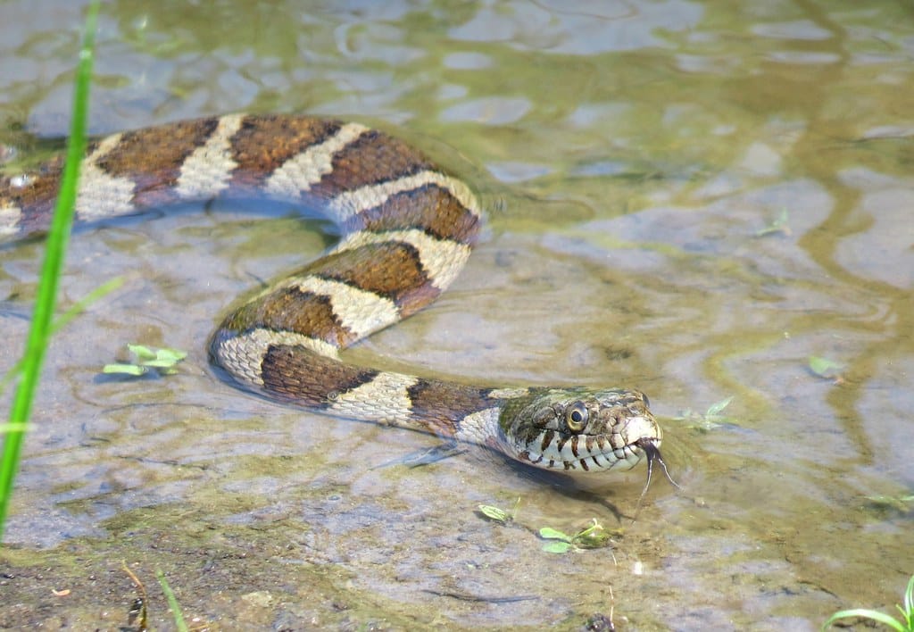 Northern Water Snake