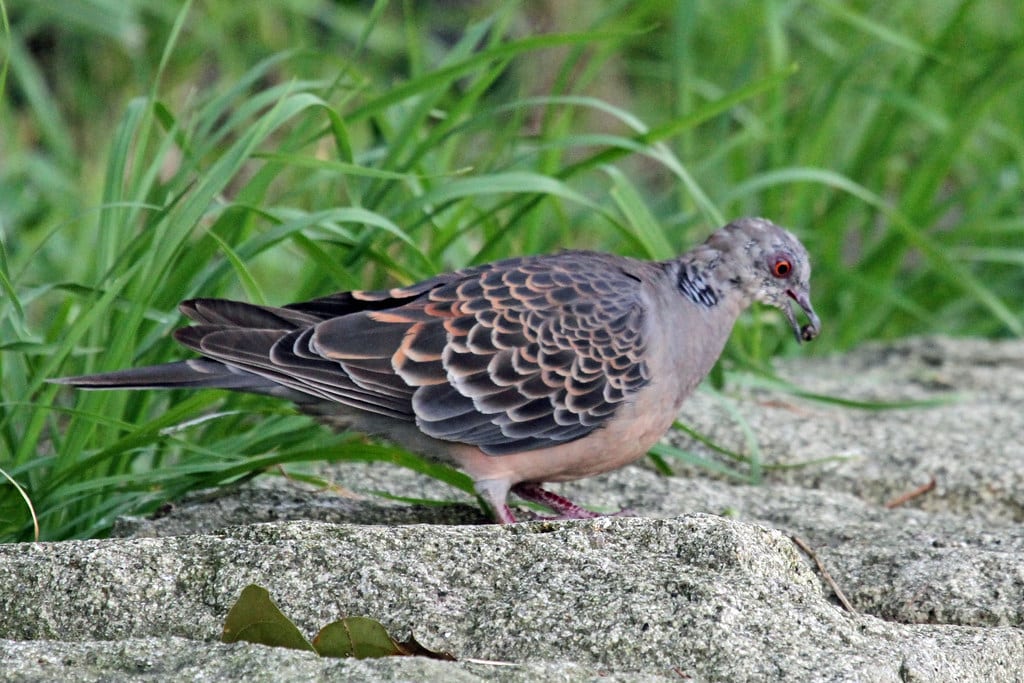 Oriental Turtle Dove