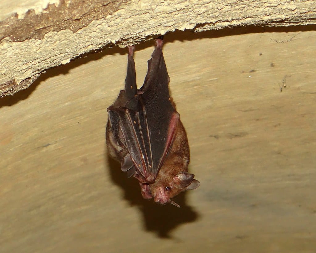 Pale Spear-Nosed Bat