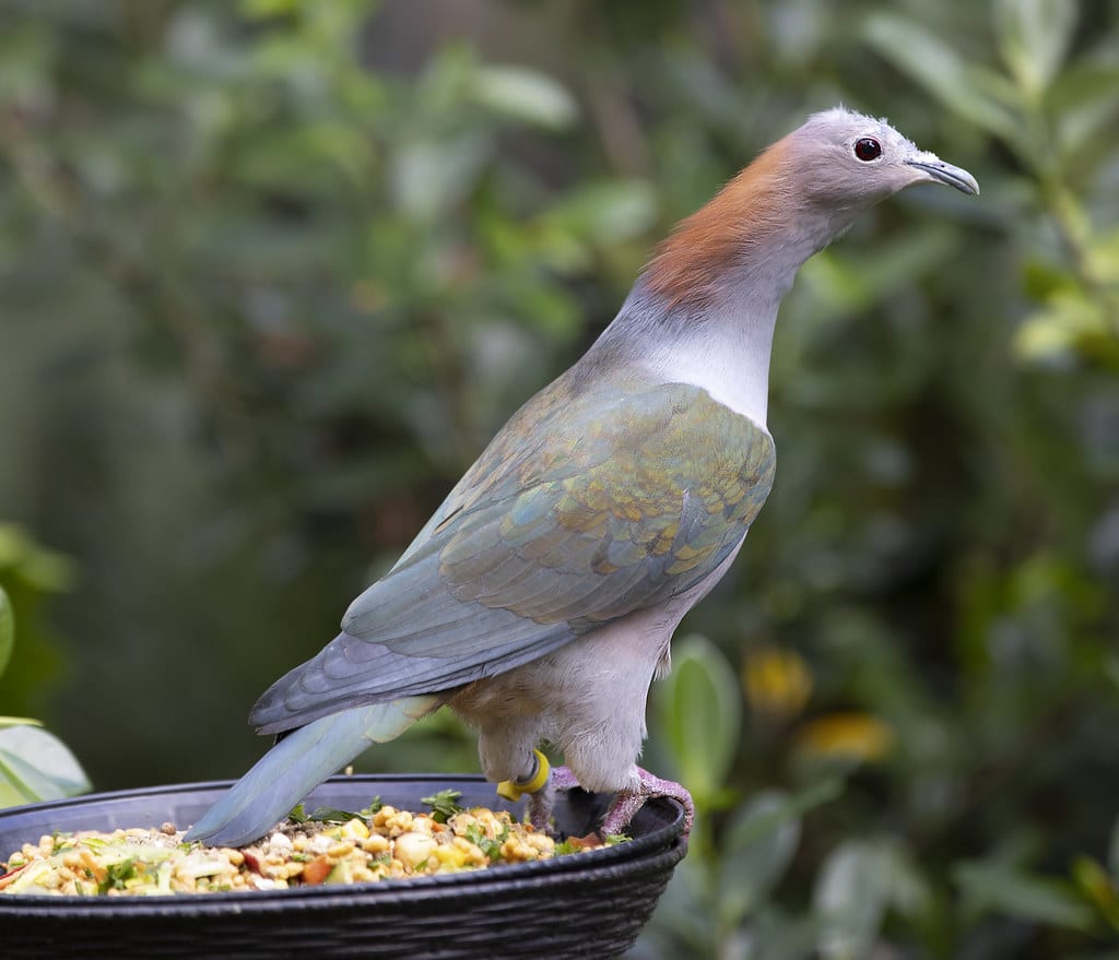 Pink-necked Green Pigeon