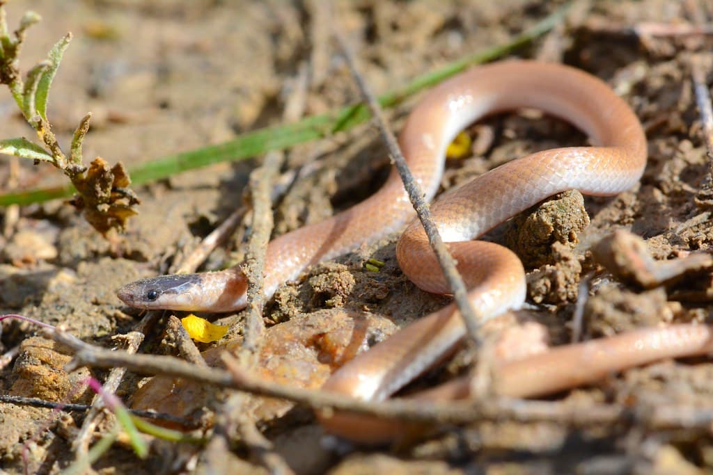 Plain Black-headed Snake