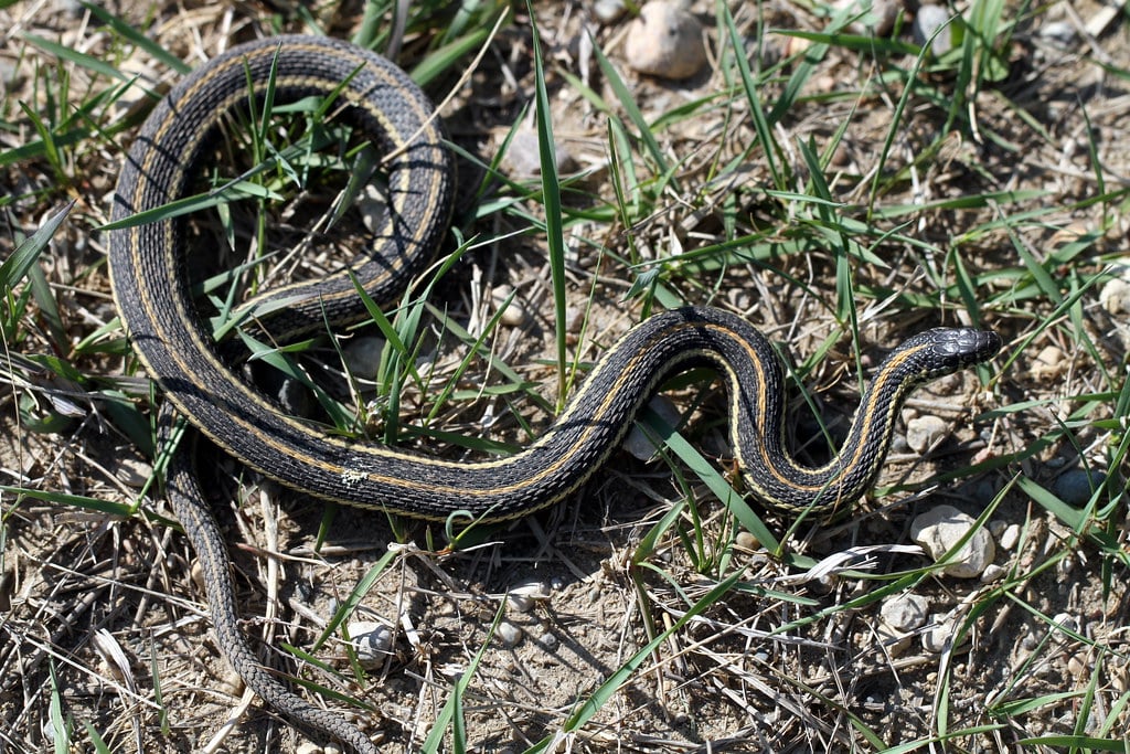 Plains Garter Snake - Types of Snakes in Nebraska