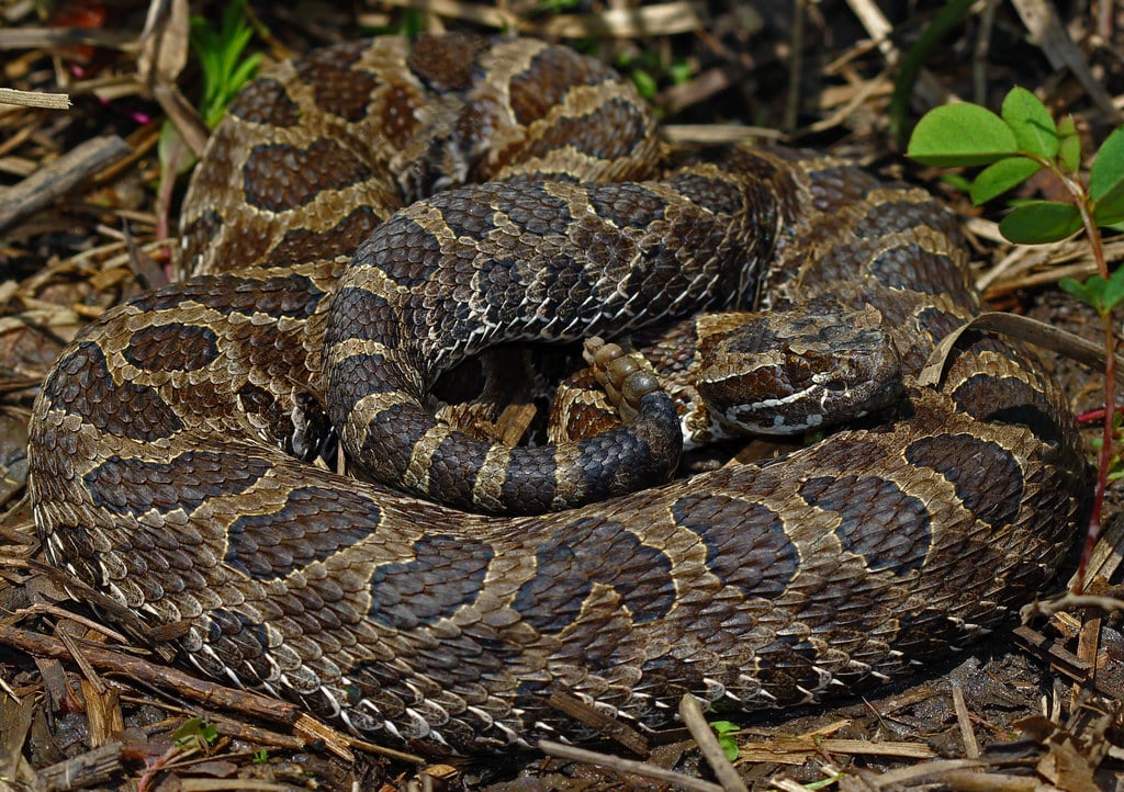 Prairie or Western  Massasauga