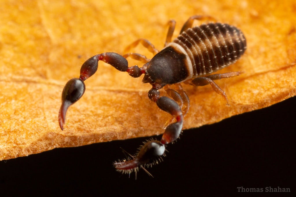 Pseudoscorpions 