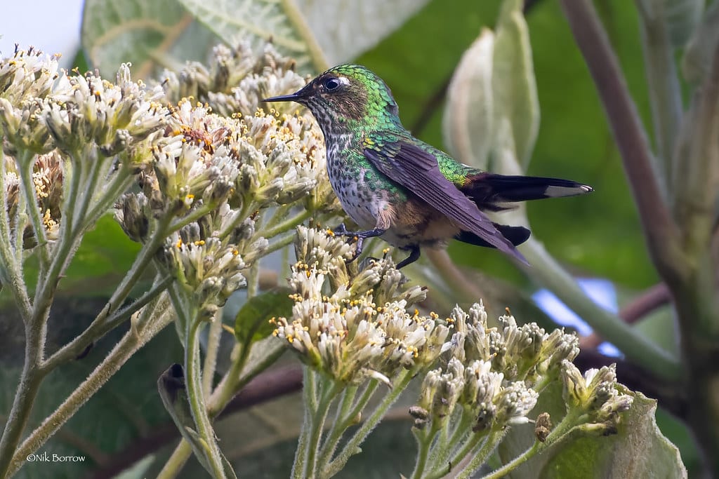 Purple-backed Thornbill