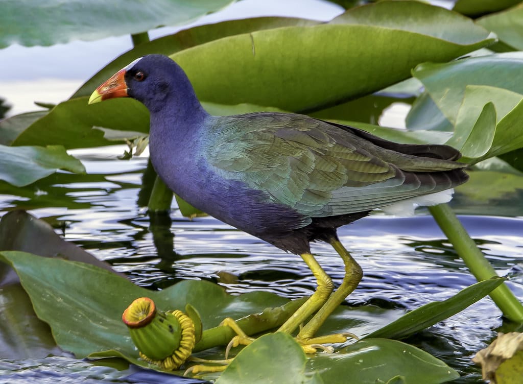Purple Gallinule