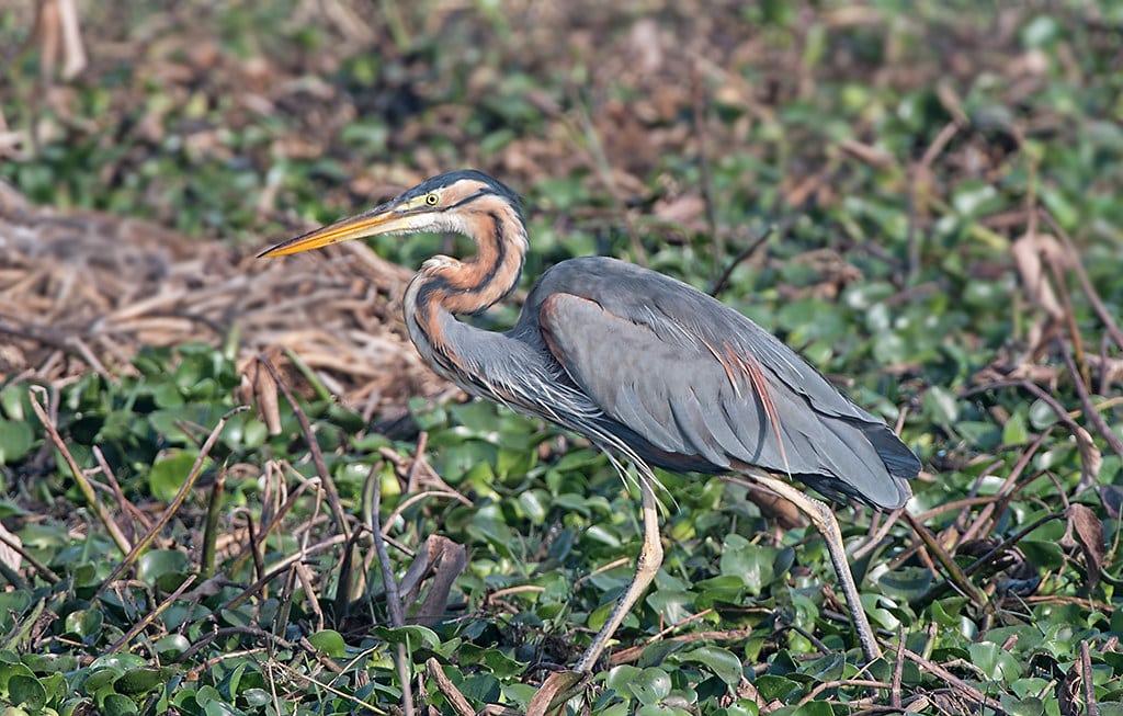 Purple Heron