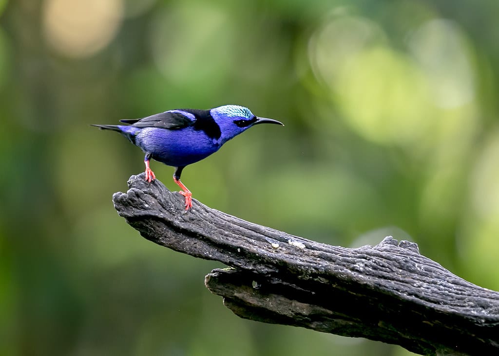 Purple Honeycreeper