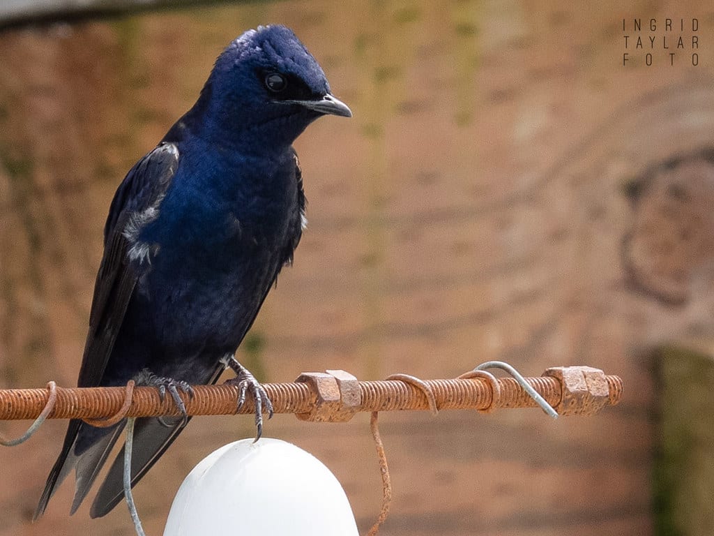 Purple Martin