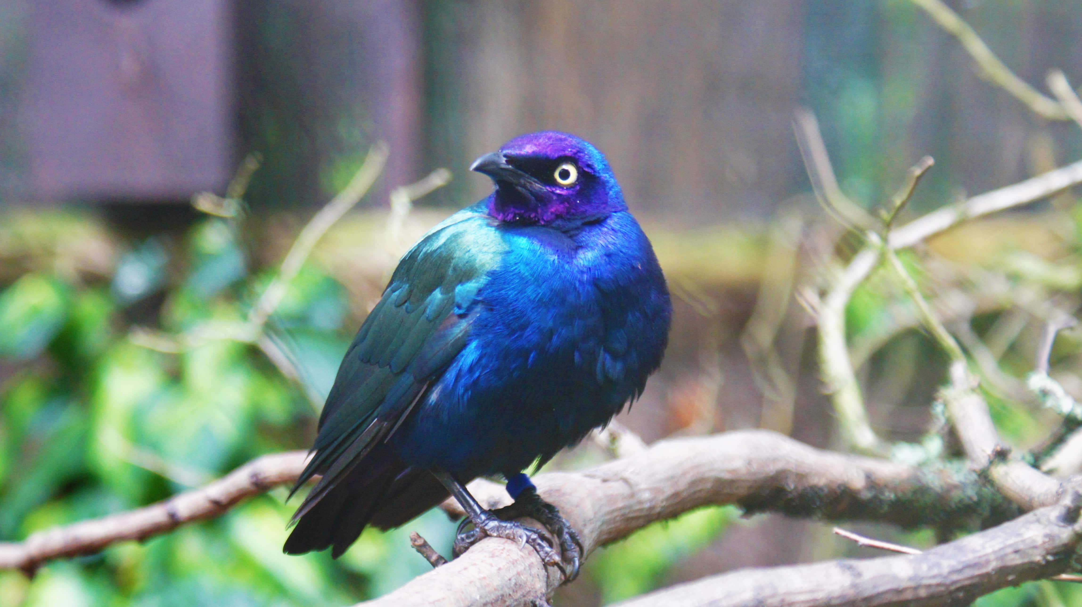 Purple Starling