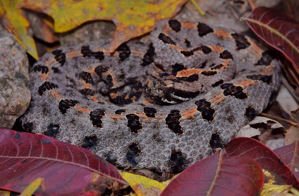 Pygmy Rattlesnake 