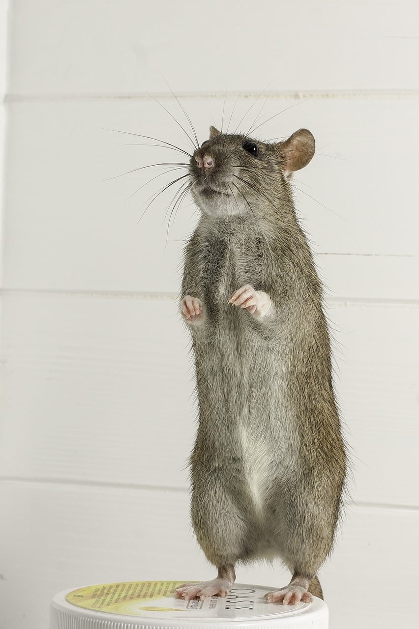 Rat