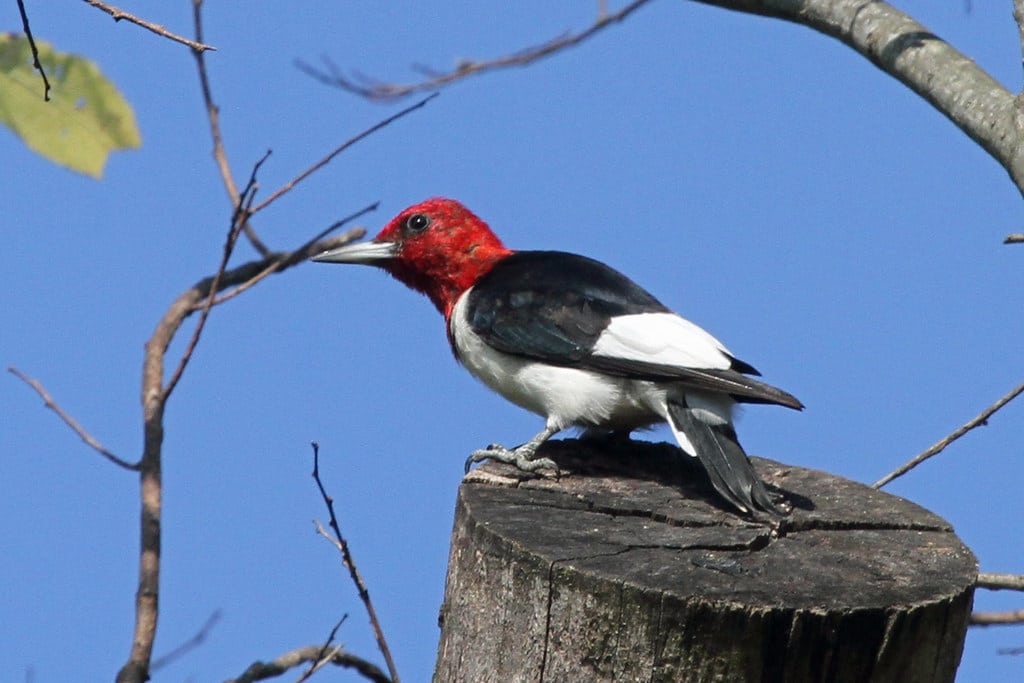 Red-headed Woodpecker - Woodpeckers in Michigan