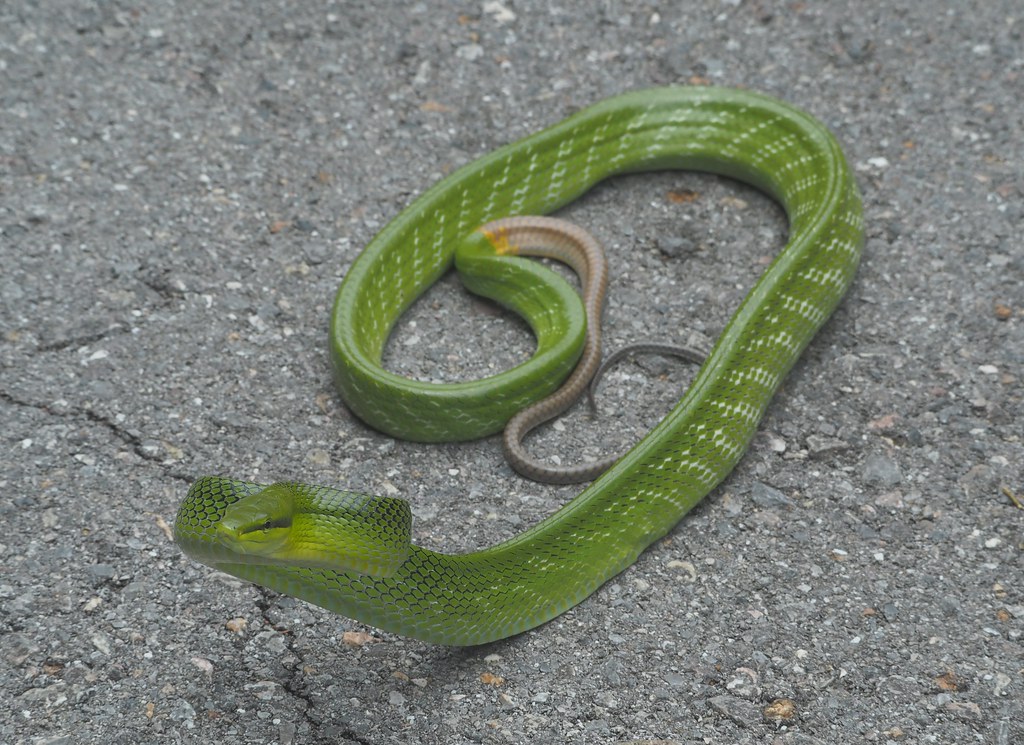 Red-tailed Green Ratsnake