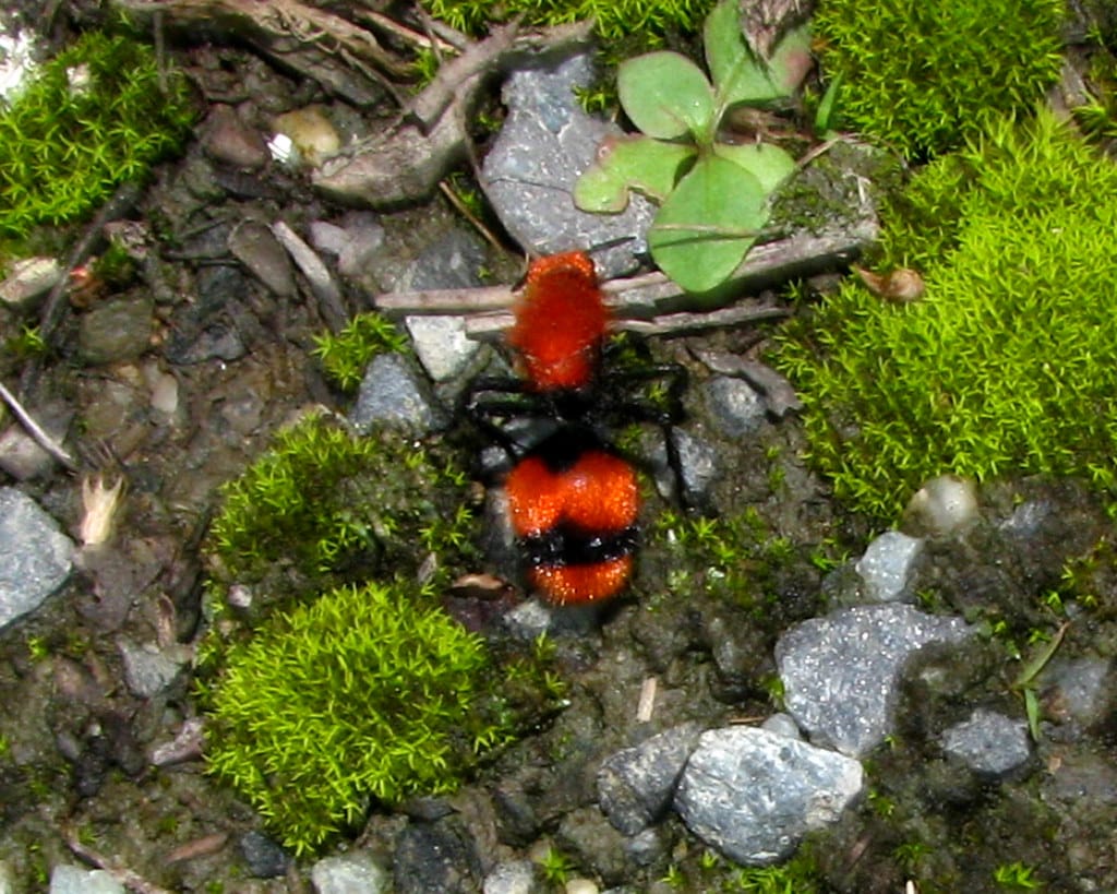 Red Velvet Ant - Types of Insects in Ohio