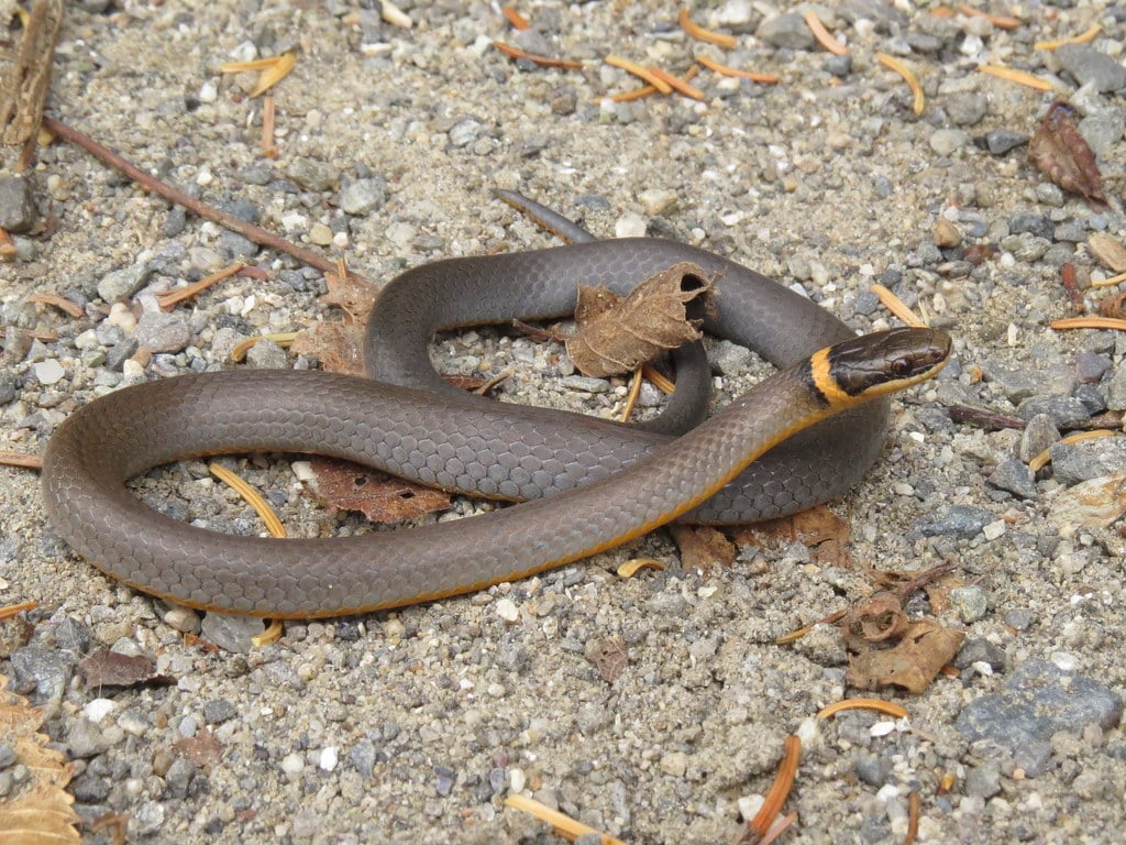 Ring Neck Snake