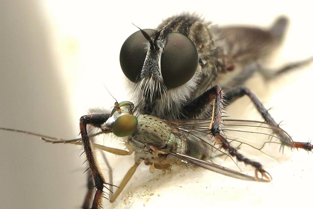 Robberflies - Types of Insects in New York