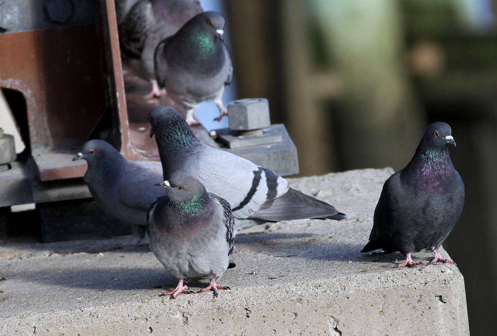 Rock Pigeon
