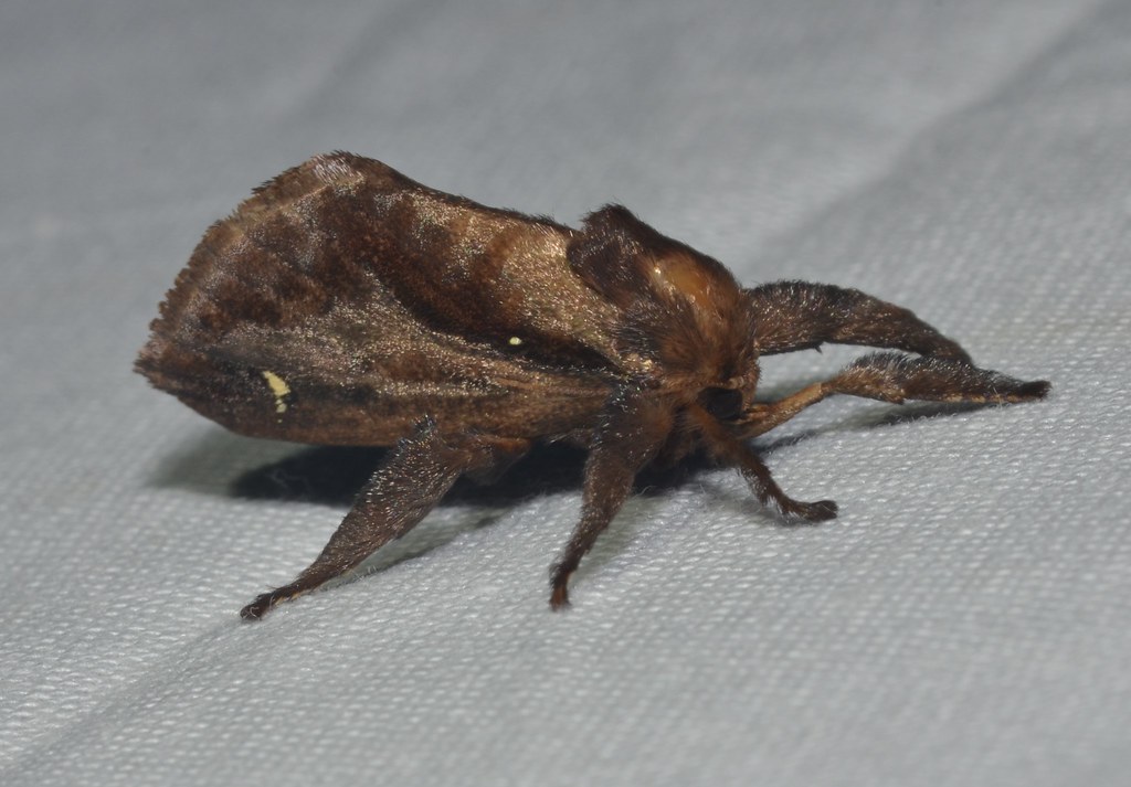 Saddleback Caterpillar