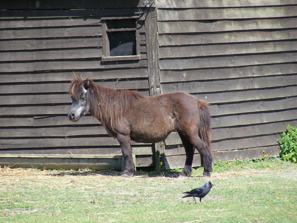 Shetland Pony