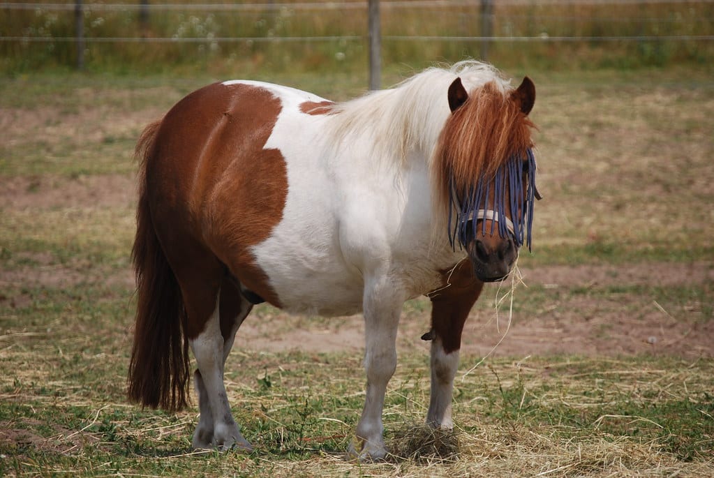 Shetland Pony