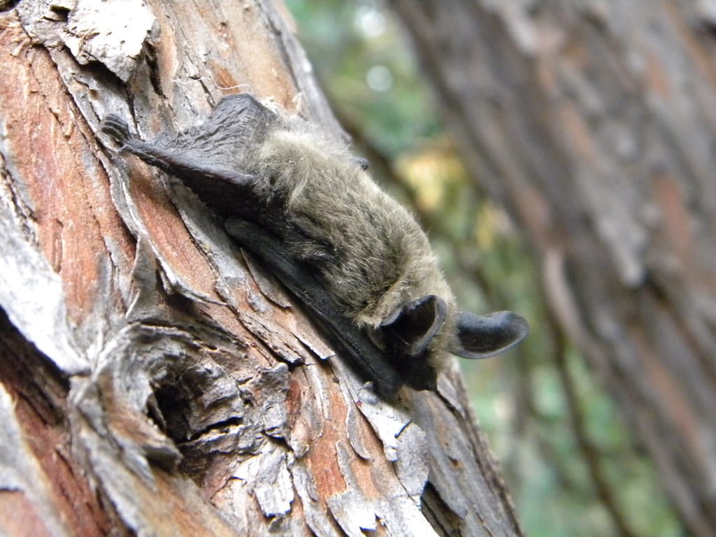 Silver-haired Bats - Types of Bats in New York