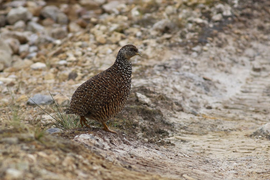 Snow Mountain Quail